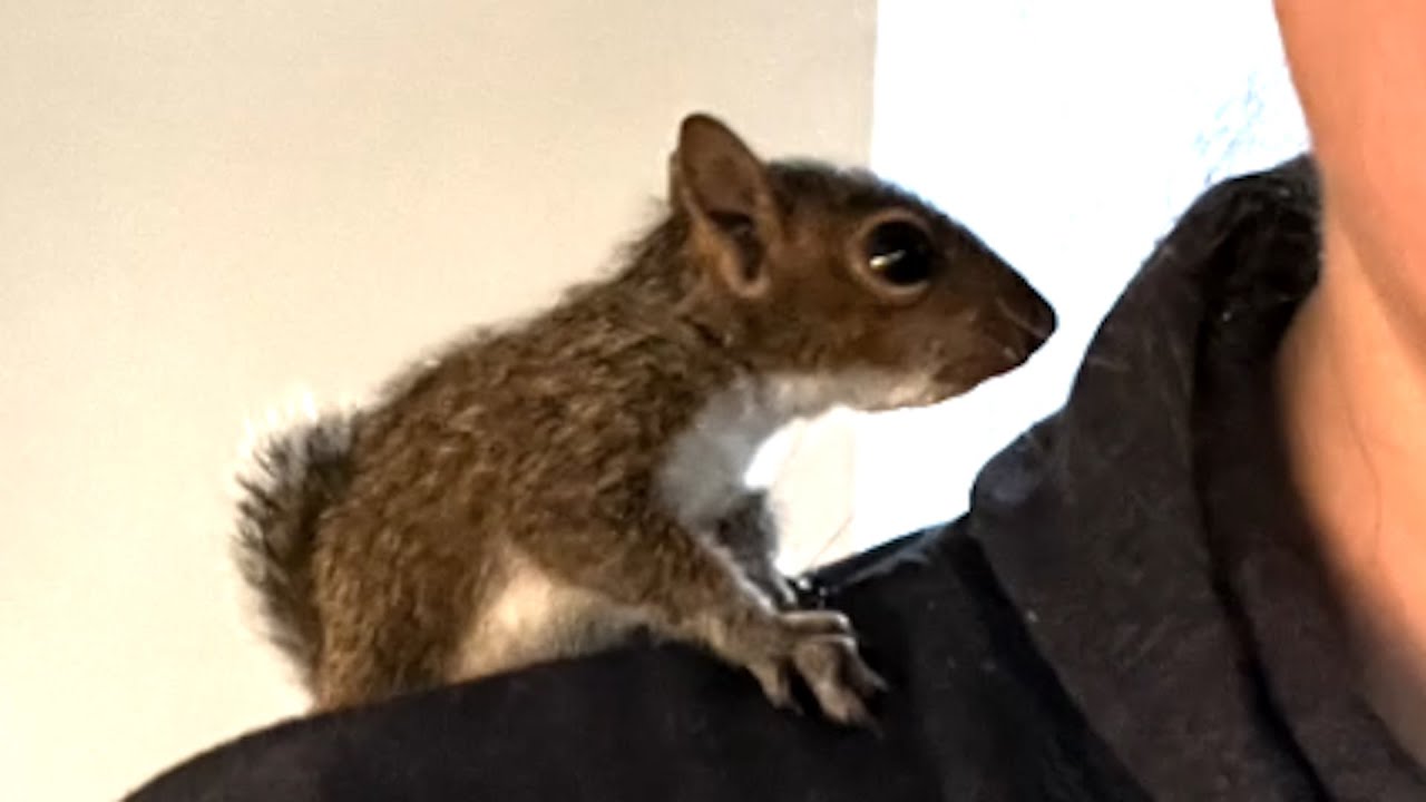 My rescue squirrel barks when ignored