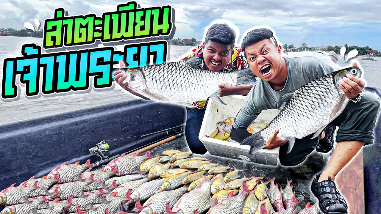 ล่าปลาตะเพียนแม่น้ำภายใน 1 วินาที ได้โคตรเยอะโคตรไวที่สุดในประเทศไทย ใครๆก็เทียบไม่ติด