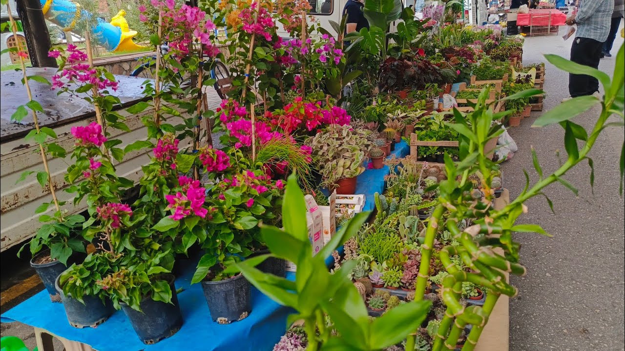 30 Eylül 2025 Aydın Nazilli Salı pazarı 05061114721#keşfet #kargo #çiçek #kesfetteyiz #garden#flower