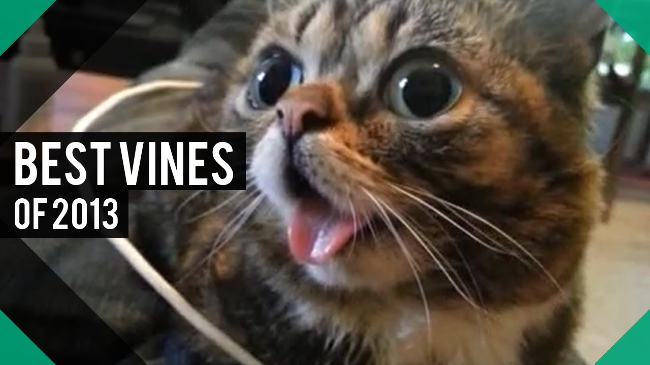 BEST VINES of 2013 Compilation