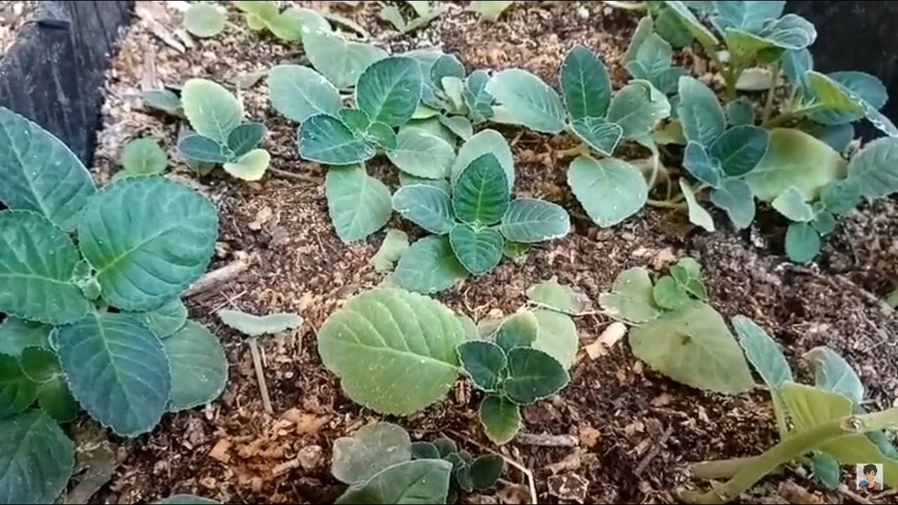 gloxinia como multiplicar exitosamente chuyito jardinero