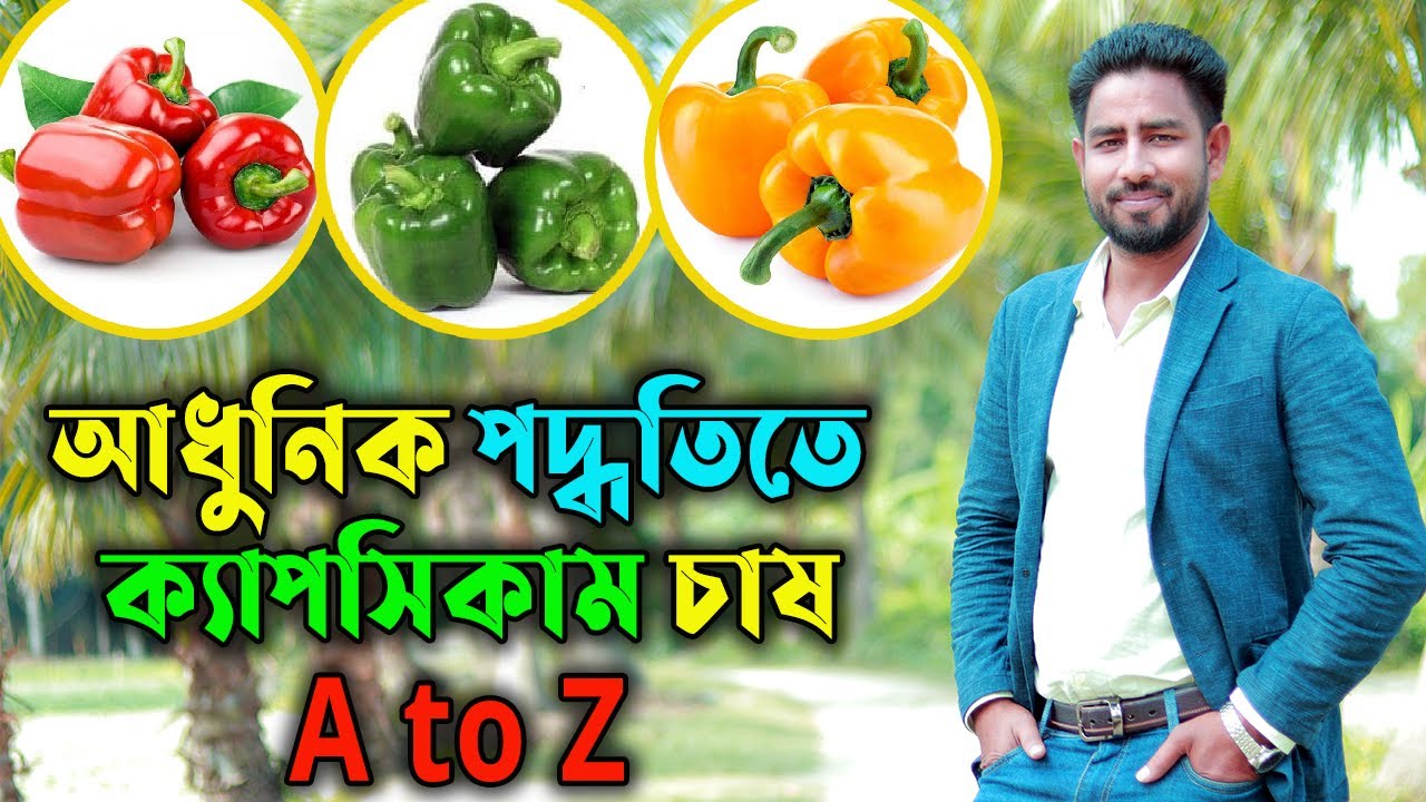 ক্যাপসিকাম চাষ করতে হলে ভিডিও টি আপনাকে অবশ্যই দেখতে হবে | Agro One- একটি আধুনিক কৃষি প্রচেষ্টা