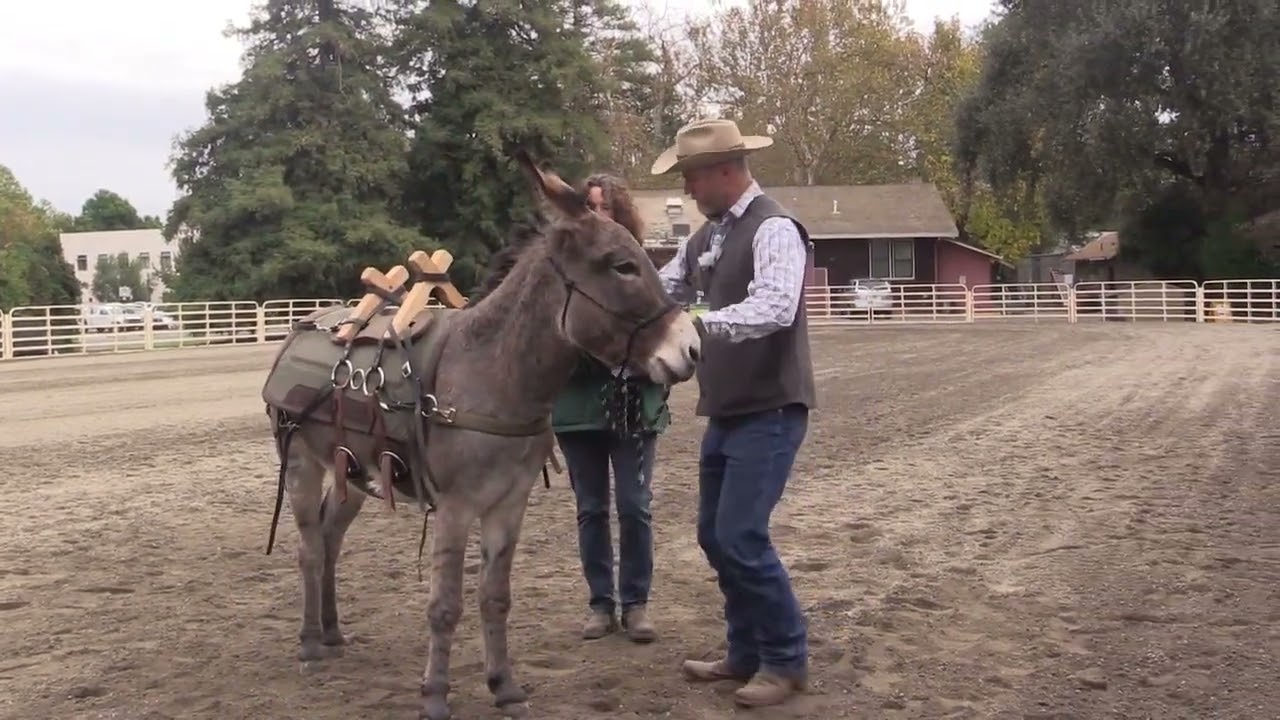 Keep your donkey comfortable Pack Saddling a Donkey with Eric Lynn