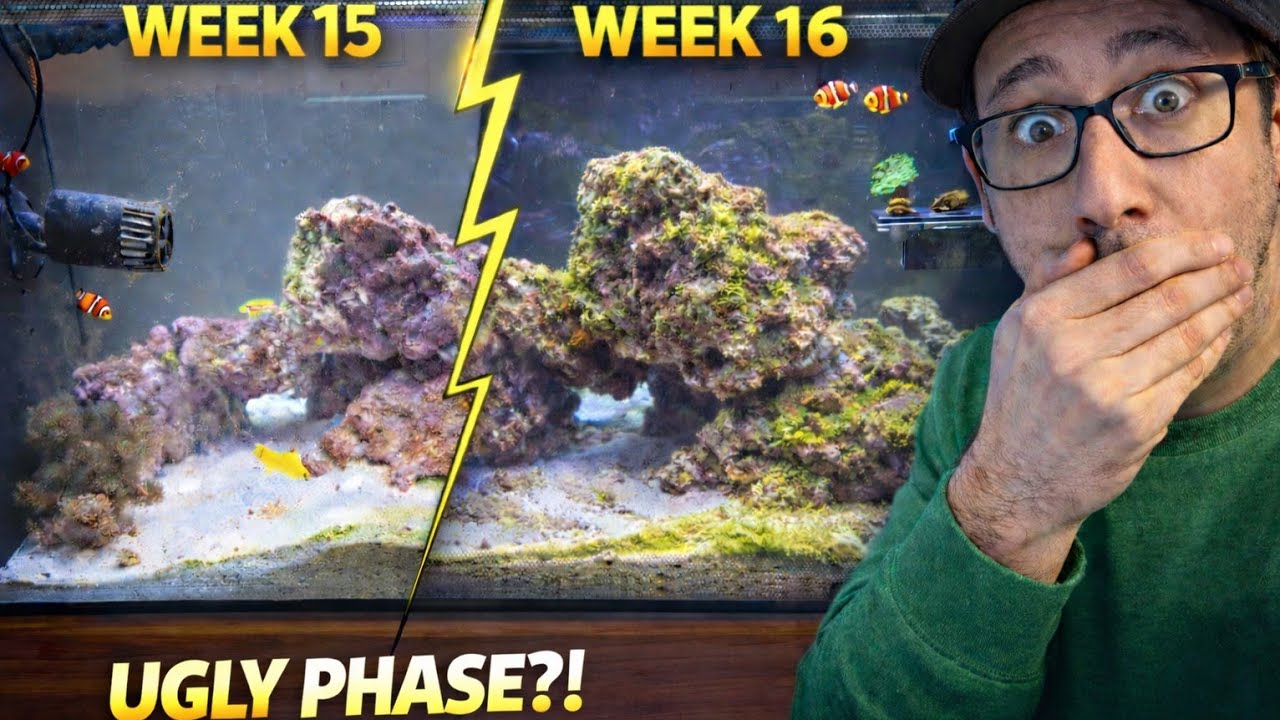 Задания для морского аквариума Fluval, 16-я неделя #хоббисодержаниерыб #морскойаквариум