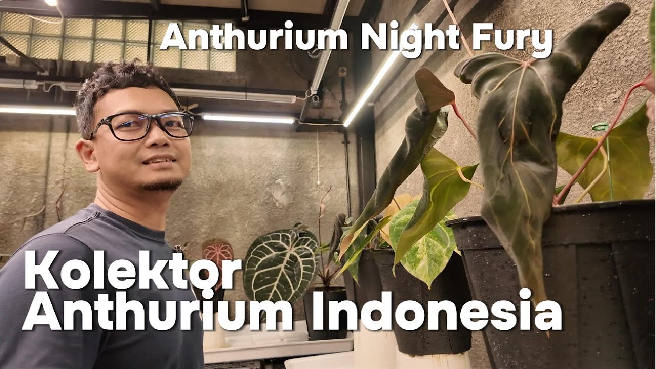 Main lagi ke salah satu kolektor anthurium di Indonesia yuk liat Anthurium Night Fury !
