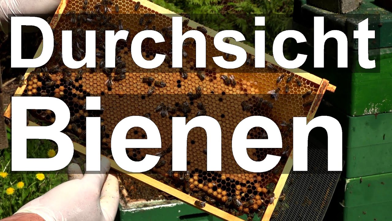Durchsicht Langstroth Frankenbeute und Segeberger Beute DN - Bienen-Schwarmkontrolle, aber wie?