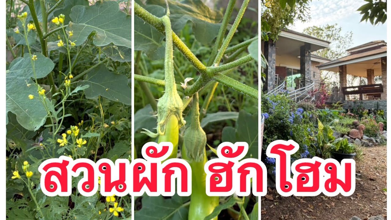 สวนผัก Hughome Pakchong      