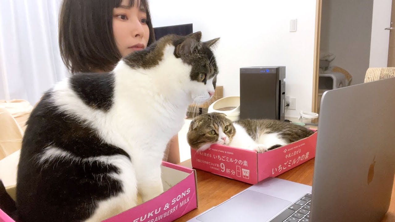 猫のかまちょが激しくて鳴き止まないので箱を置いて仕事してみたらこうなった…w