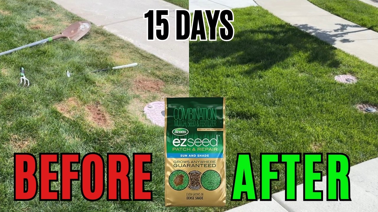 Тестирование средства Scotts EZ Seed Patch & Repair в течение 15 дней! Работает ли оно? (ДО И ПОСЛЕ)