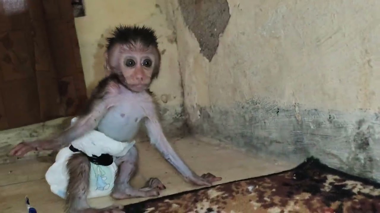 Baby monpai bubu minum susu sambil bermain