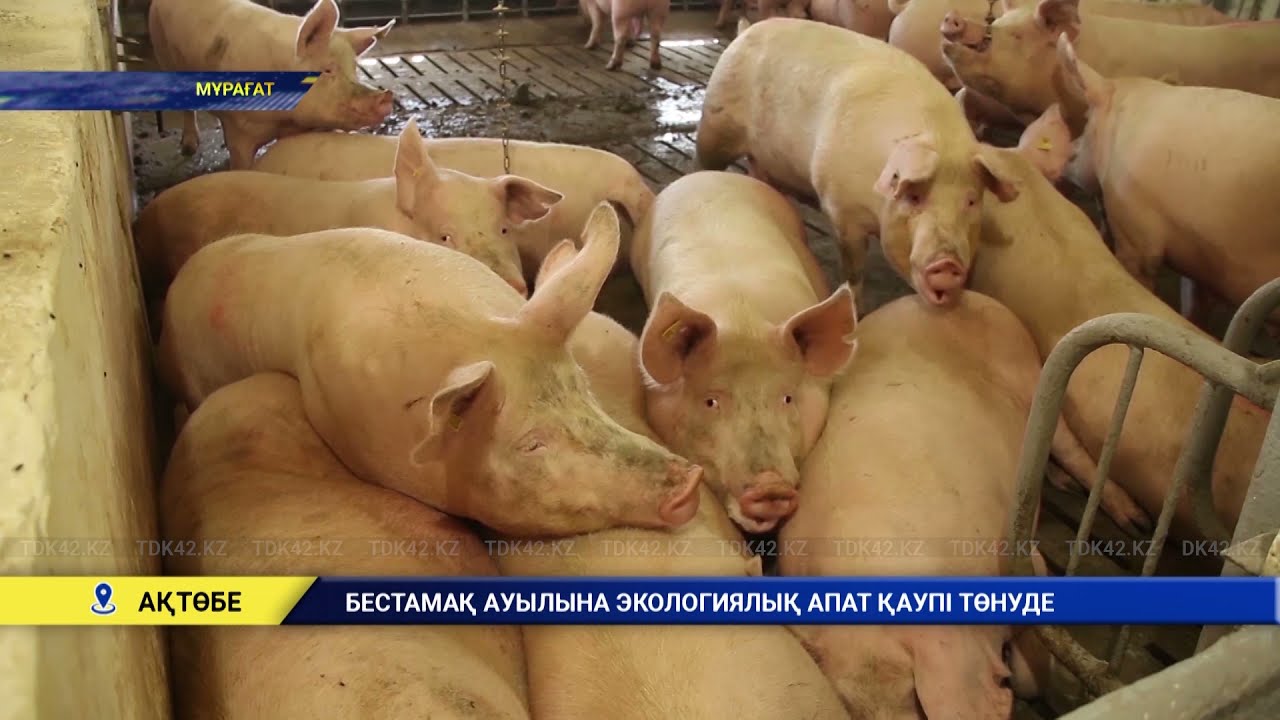 Бестамақ ауылына экологиялық апат қаупі төнуде