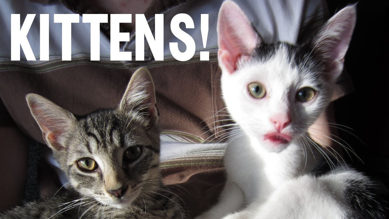 Cats and Games (Day 1019 - 9/8/12)