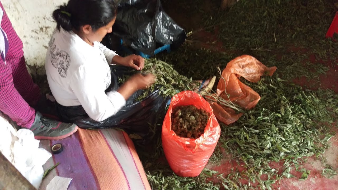 Colombia Gold: Fair Trade Cannabis | Part 3 | Cannabis News Network