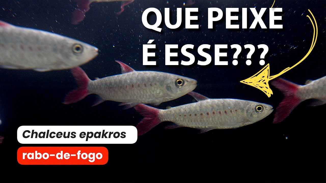 Rabo-de-Fogo: o peixe BRASILEIRO que o mundo quer e o aquarismo nacional ESQUECEU!