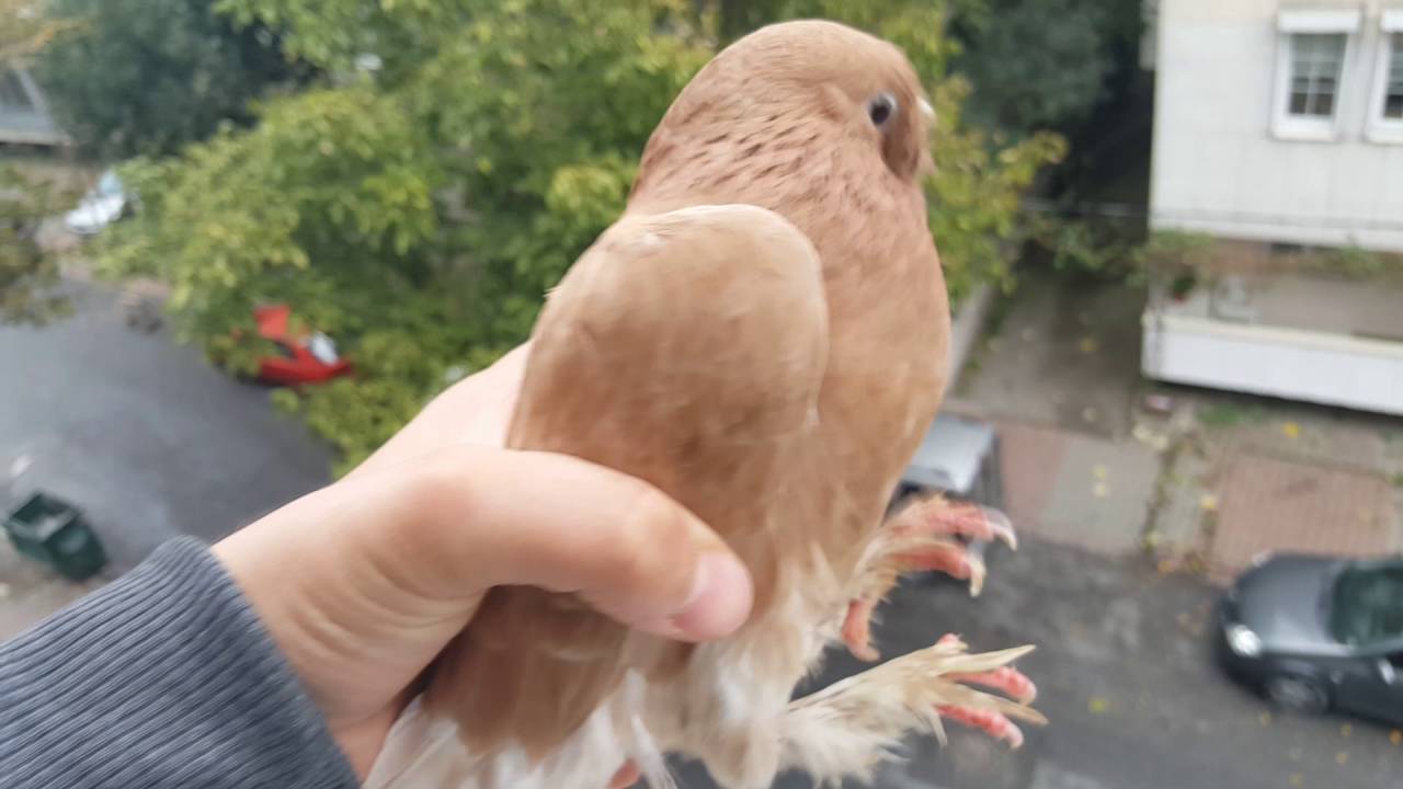 Geri D&ouml;nd&uuml;m!!!A&ccedil;ıklama...