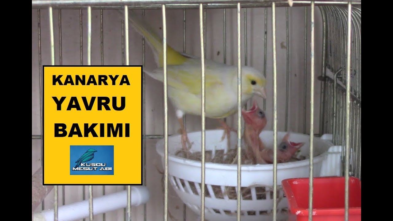 Kanaryaların Yavrusu Çıkınca Ne Yapılmalı ? | Yavru Bakımı