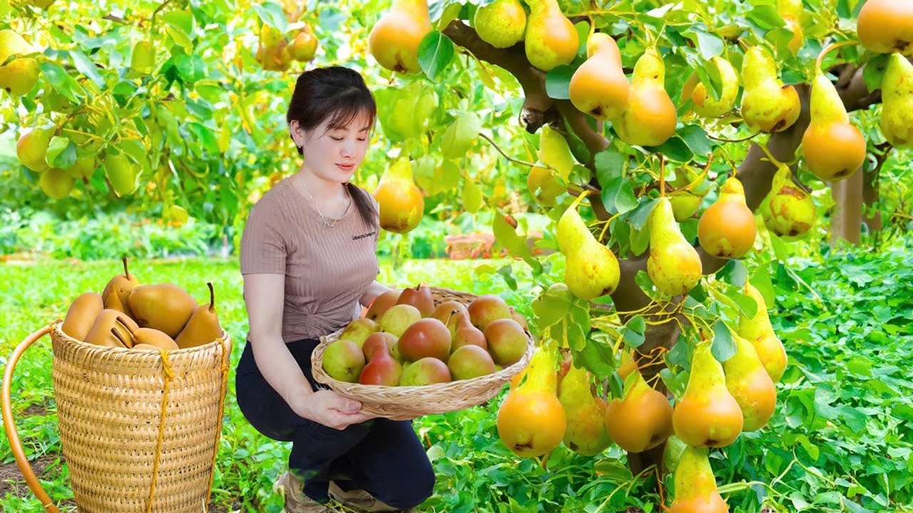 Harvesting Pear Fruit Goes To Market Sell - Take sweet potato leaves to feed