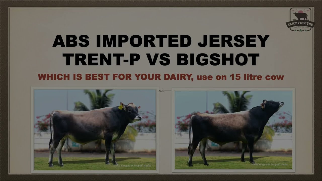 ABS Jersey imported Trent vs ABS Bigshot: The Ultimate Jersey Bull Fight! Polled  Vs High Fat% bull