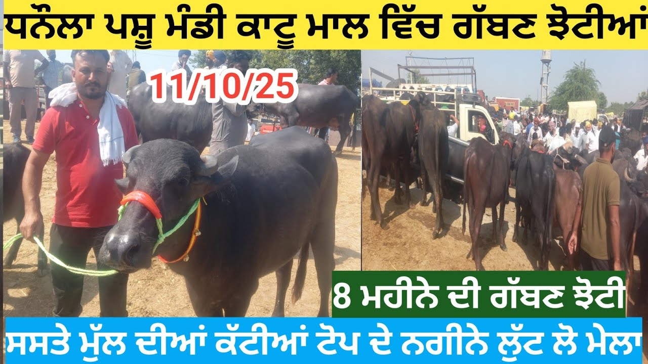 ਧਨੌਲਾ ਪਸ਼ੂ ਮੰਡੀ ਕਾਟੂ ਮਾਲ ਵਿੱਚ ਕੱਟੀਆਂ ਝੋਟੀਆਂ ਸਸਤੇ ਭਾਅ ਦੀਆਂ ||