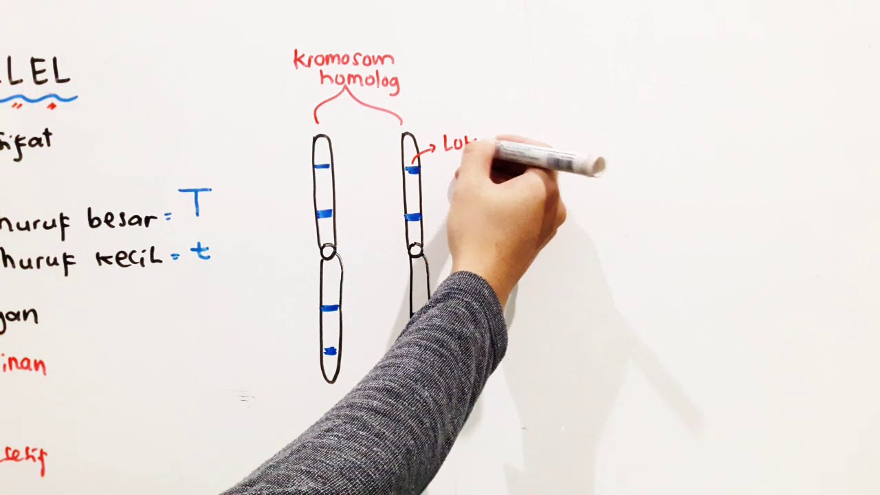 Gen dan Alel - Materi Genetik