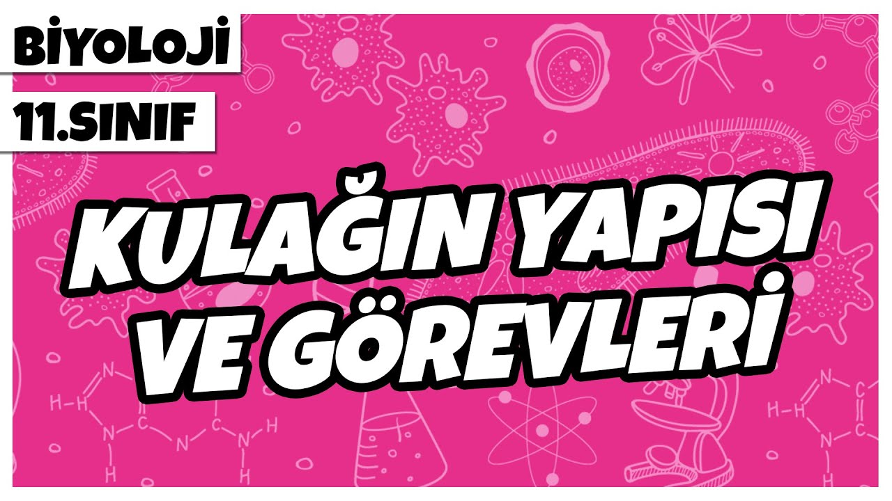 11. Sınıf Biyoloji - Kulağın Yapısı ve Görevleri | 2022