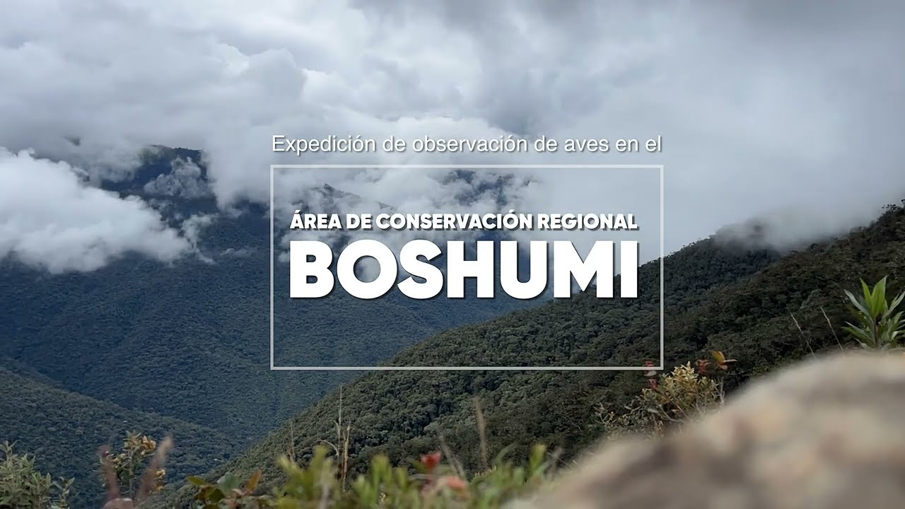 Boshumi, un espacio de conservaci&oacute;n con aves nuevas para San Mart&iacute;n, Per&uacute;