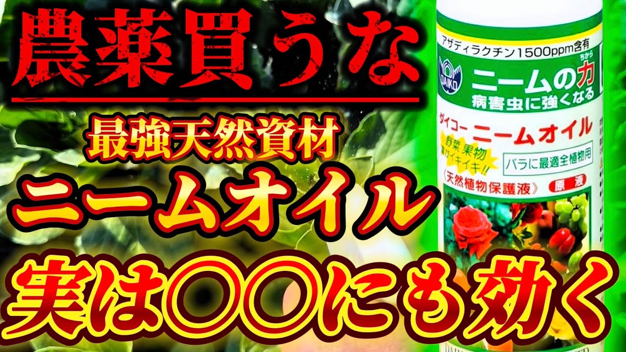 【ニームオイル】意外と実は〇〇にも効く。最強天然資材で農薬がいらなくなります。何がそんなに効くのか