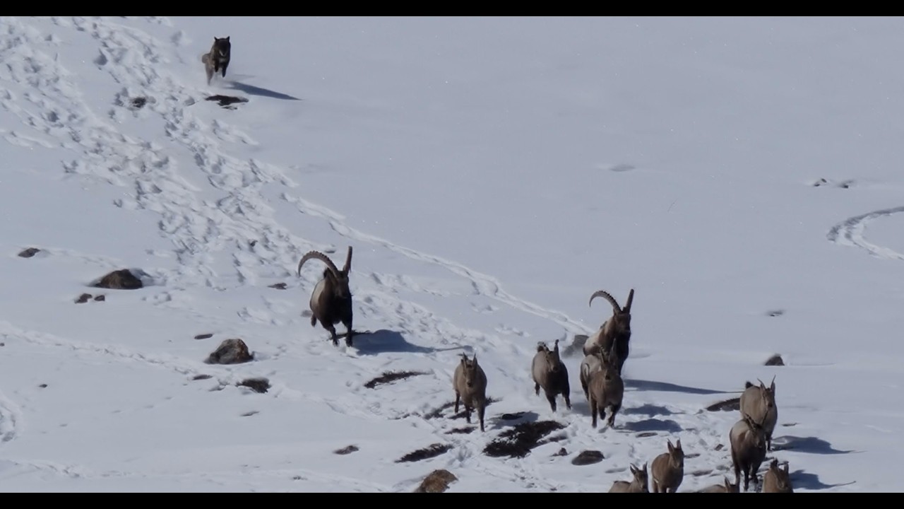 LUPO NERO TIBETANO ATTACCA BRANCO DI STAMBECCHI HIMALAYANI - TIBETAN BLACK WOLF vs. HIMALAYAN IBEX