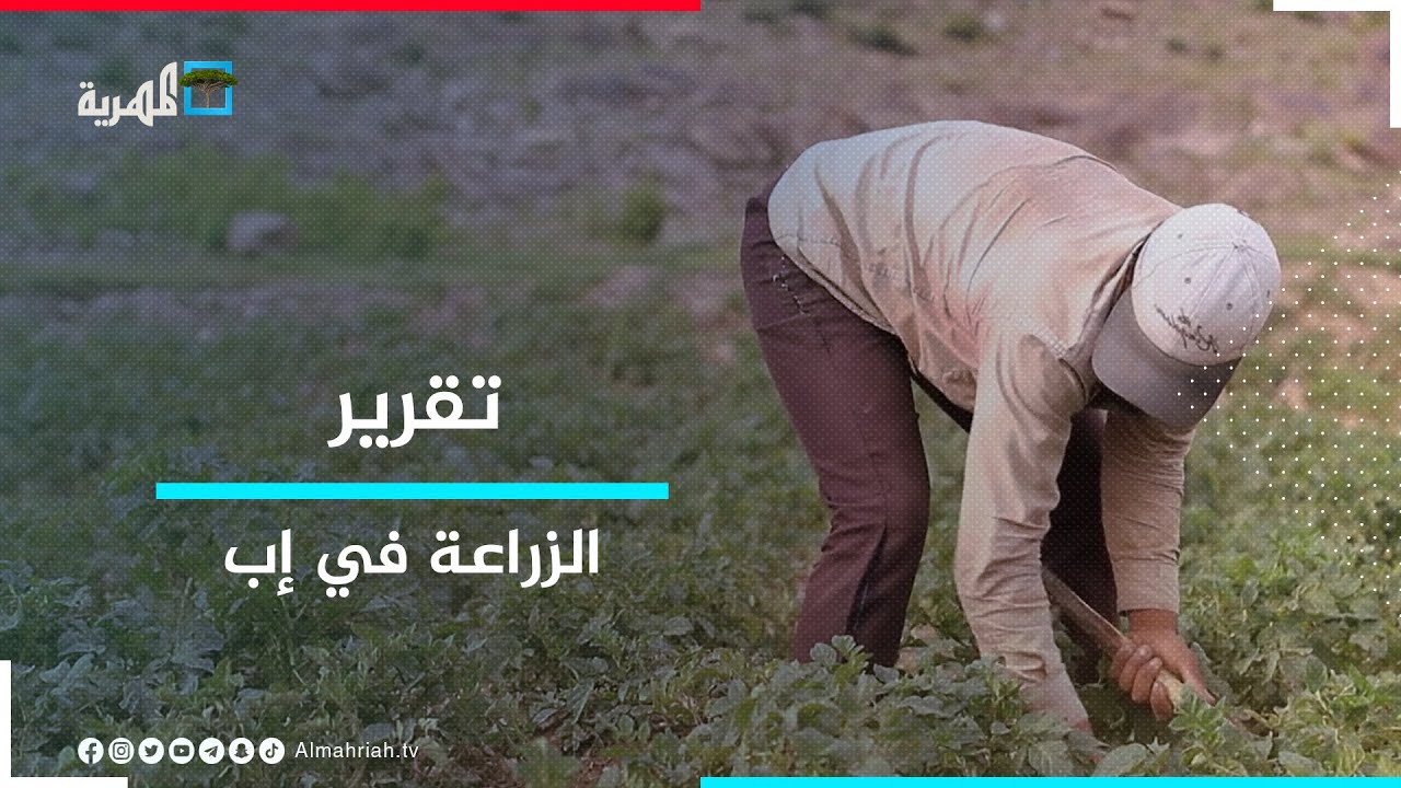 الزراعة في إب.. رافد أساس لمواجهة ظروف الحرب