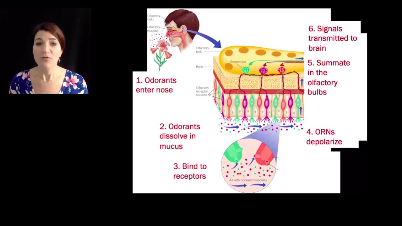 [Psyc220] 08 OlfactionII