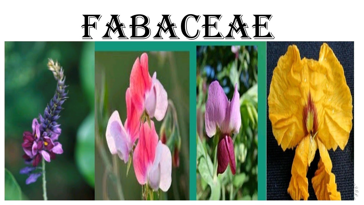 FABACEAE