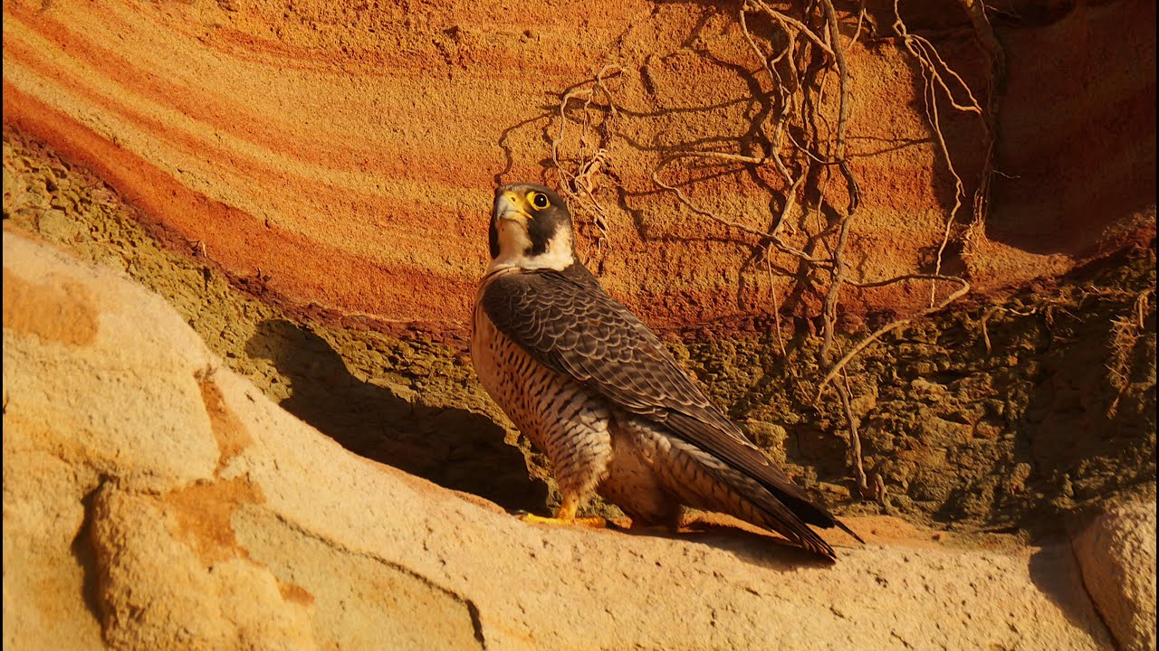 Birds of the West Part Four