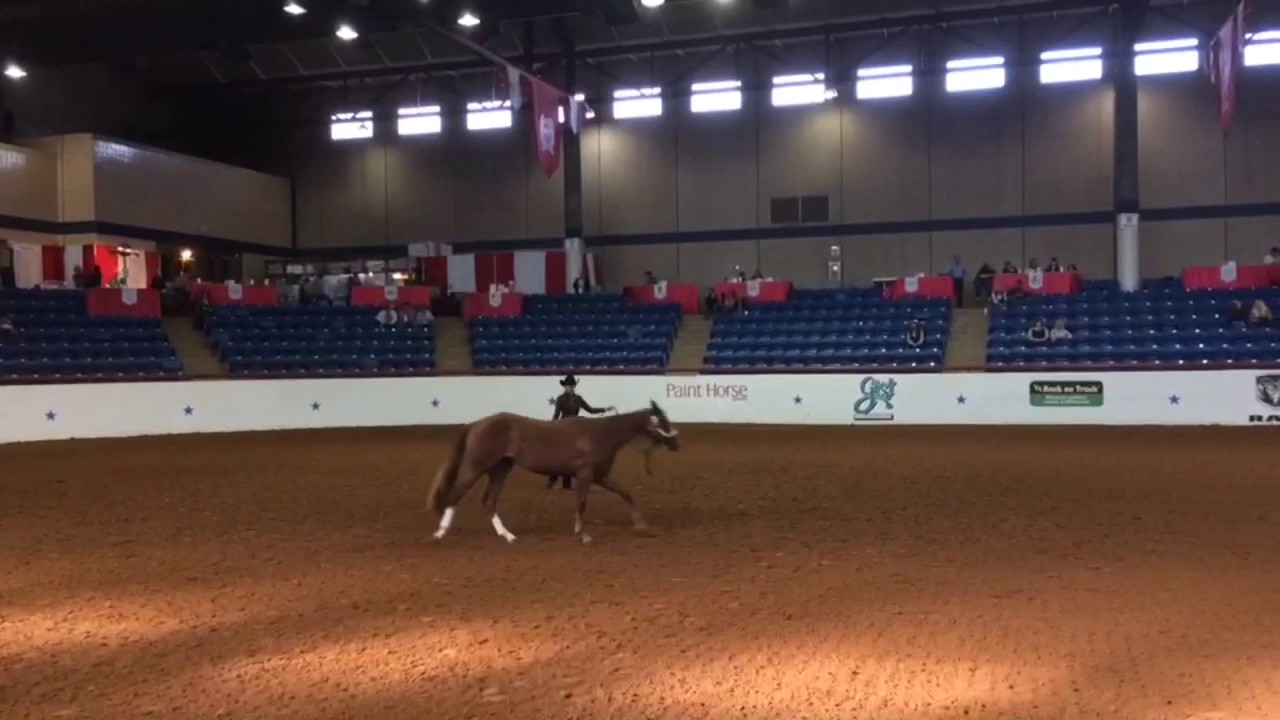 APHA World Show Longe Line Futurity Reserve Champion