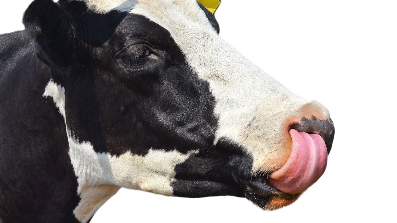 How Cows Help the Environment The Benefits of Sustainable Farming