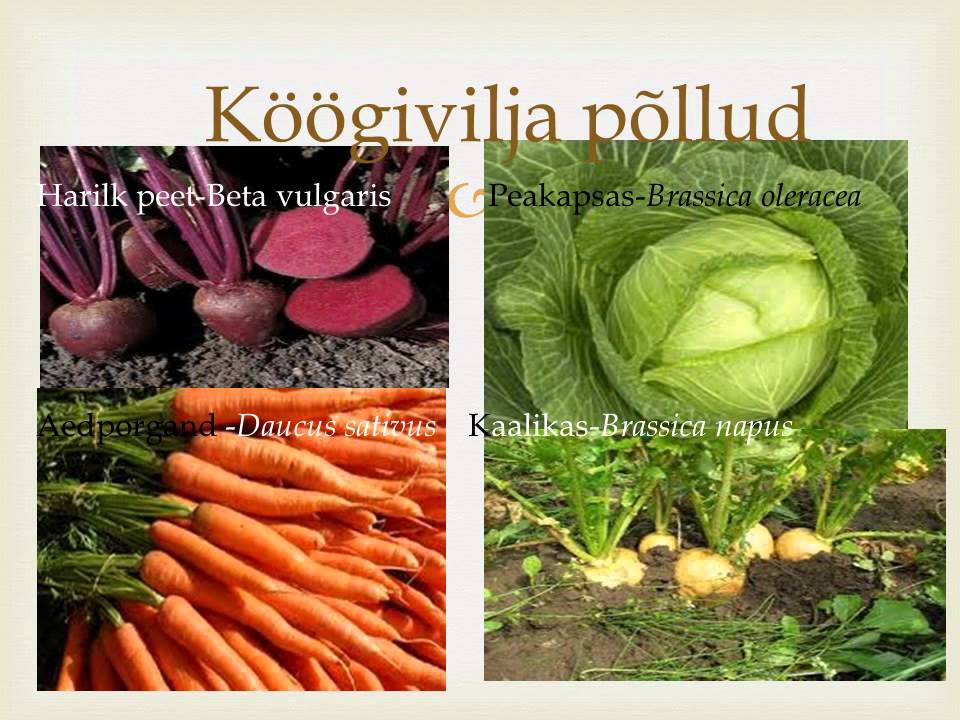 P&otilde;ld kui elukooslus