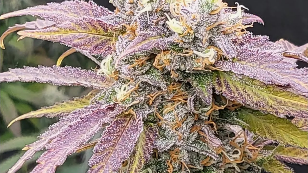 Final look at the Sugar Black Rose before harvest tonight live! @organicgrowchannel