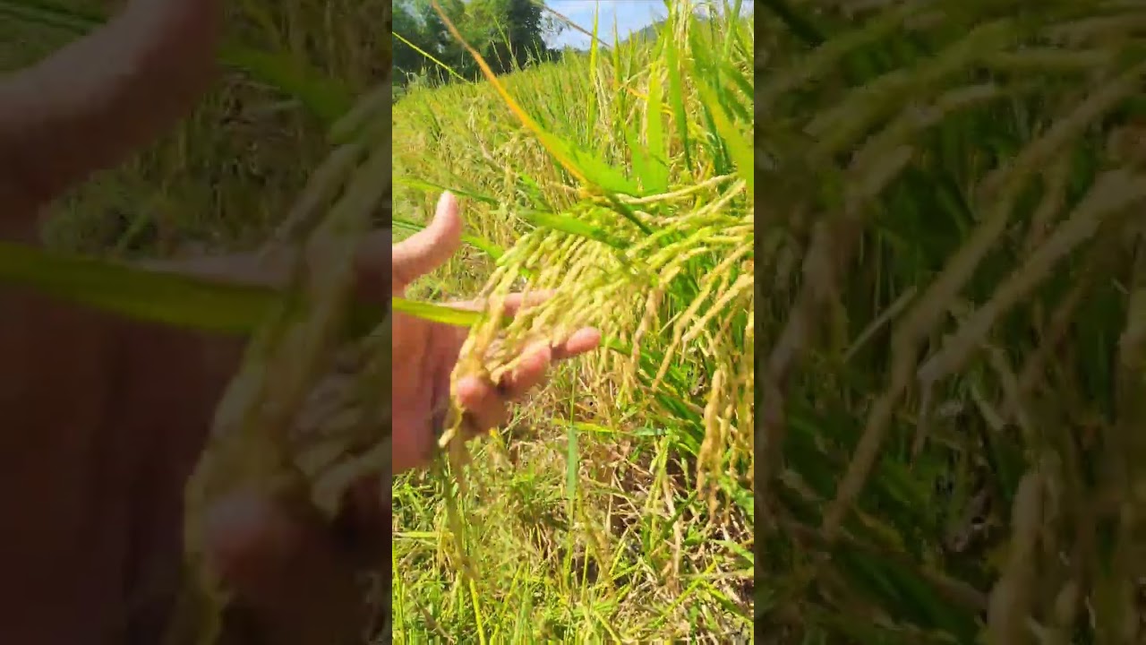 Variety rc 152 Ganda palay