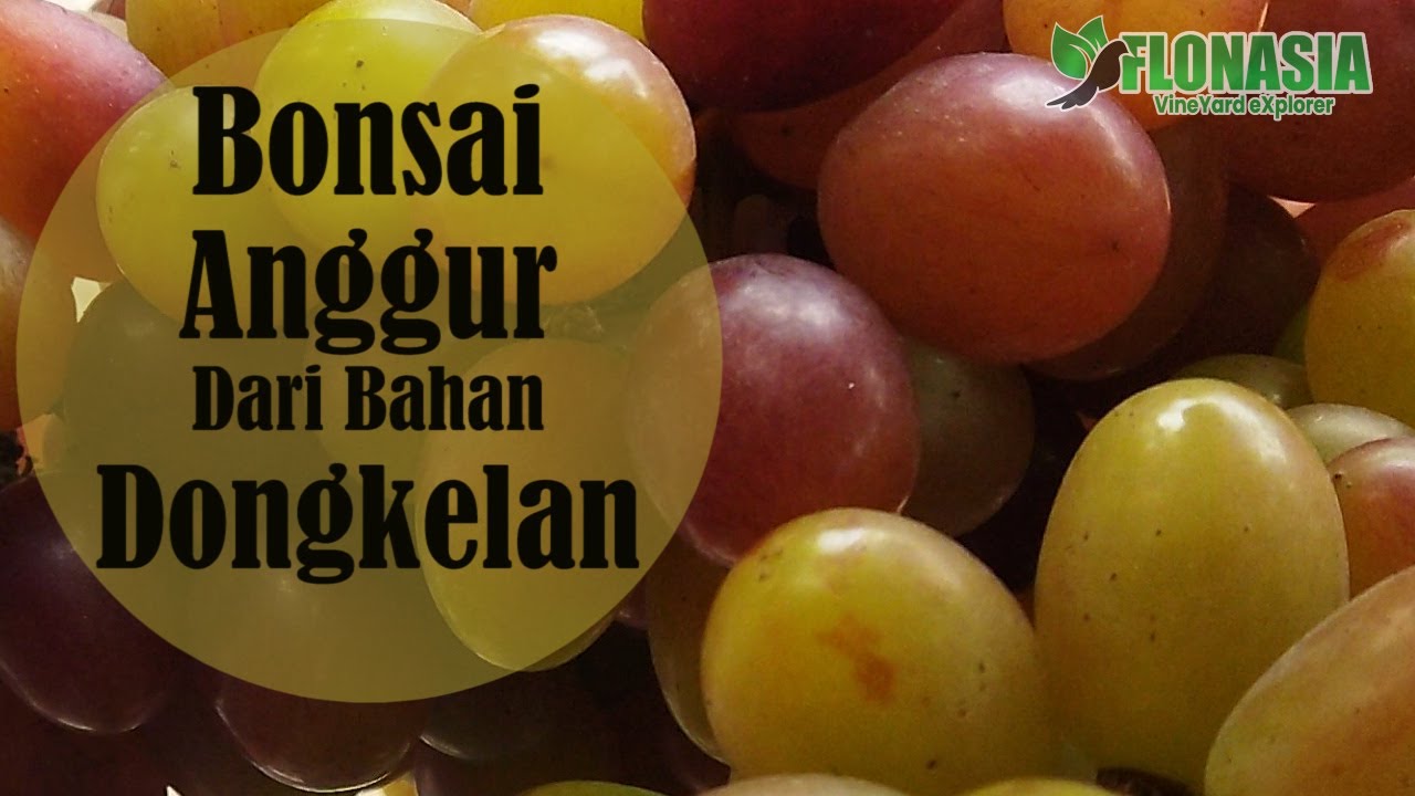Tips Bonsai Anggur Cepat Berbuah & Cantik Tampilannya