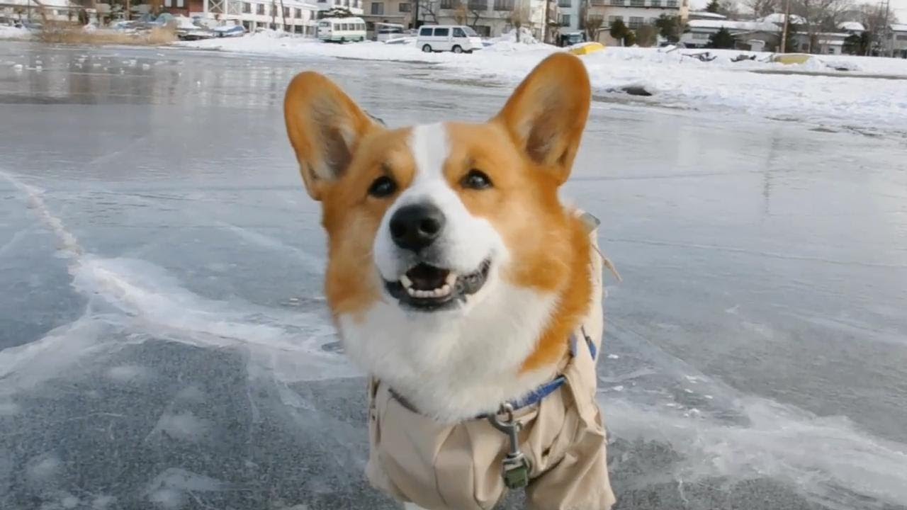 Goro slips on ice. / 氷の上で滑るコーギー 20120201 Goro@Welsh corgi snow