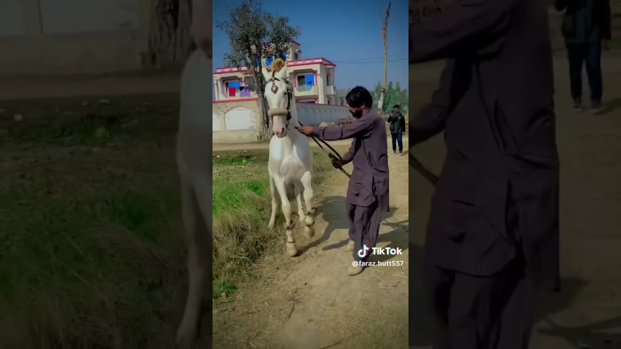 Hasye shoq da koi mol ni oey 