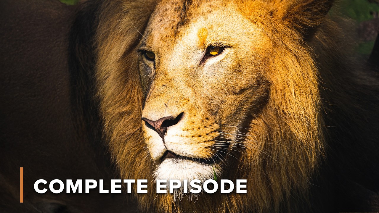 Africa&rsquo;s Big Five: How Giants Survive the Wild&rsquo;s Greatest Threats | Wildlife Icons 102