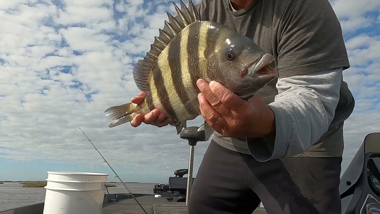 Calcasieu Lake fishing for Redfish and Sheepshead