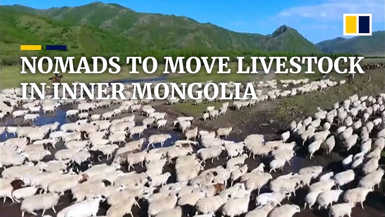 How China&rsquo;s nomadic herdsmen move their livestock in summer