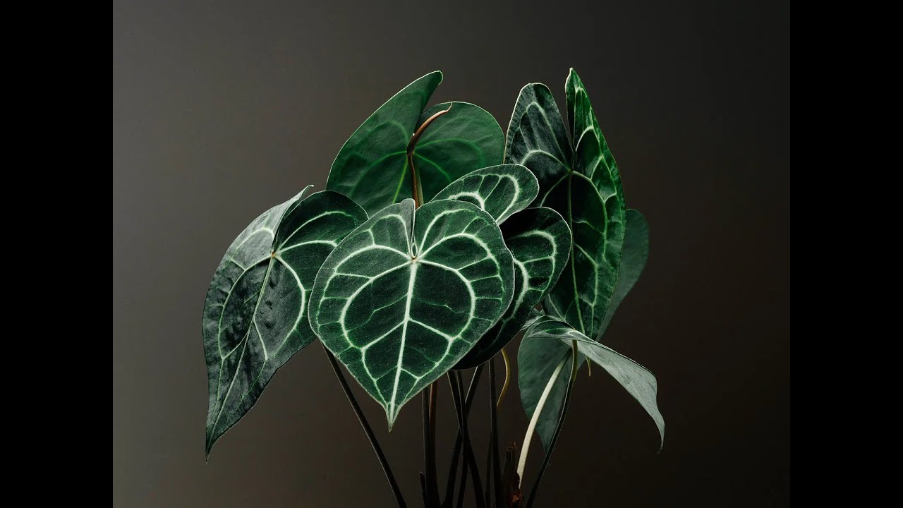 Folha Plant Shop - Anthurium Clarinervium