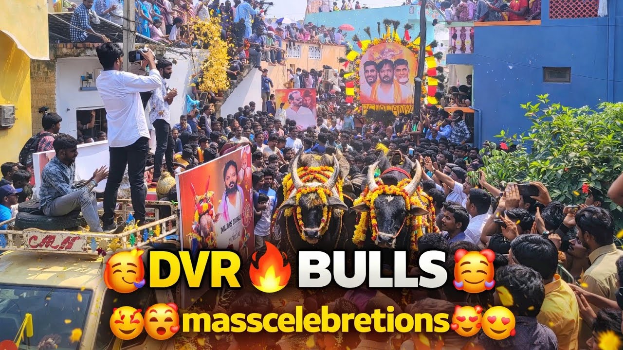 🥳 DVR BULLS 🔥 | Mass Celebrations 🥰🥳 | Crazy Crowd