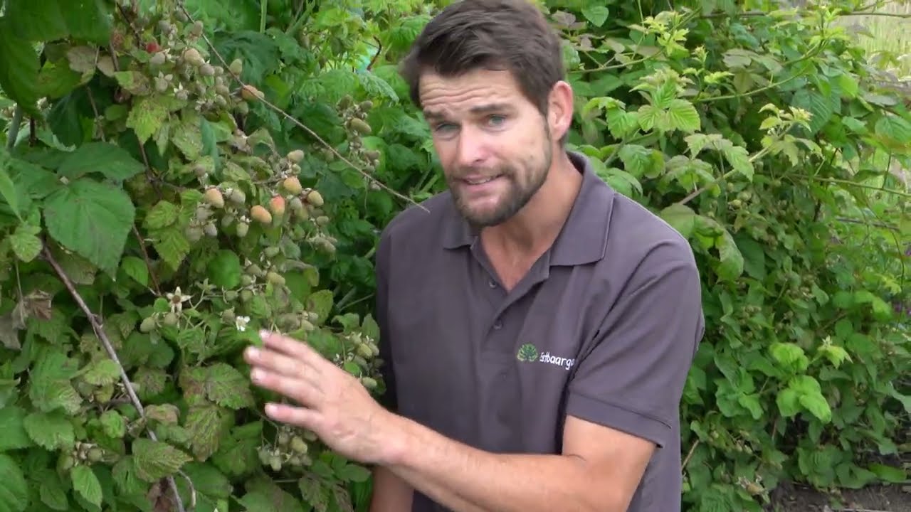 LoganBerry/Braamboos, Wat is dat nou weer voor een supervrucht?