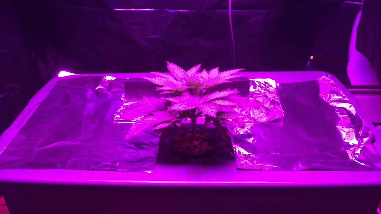 Bubbleponics deep water culture Mars Hydro reflector 96x5
