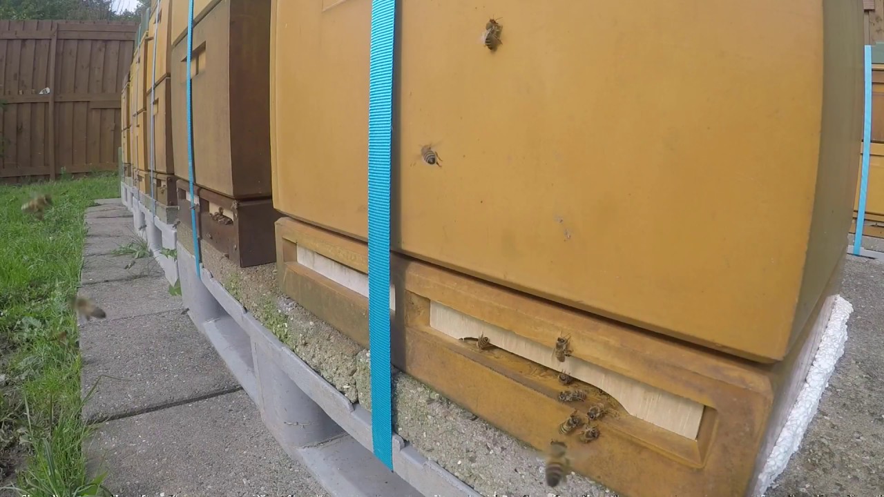 عالم النحل ,أساسيات تربية النحل, honey bees