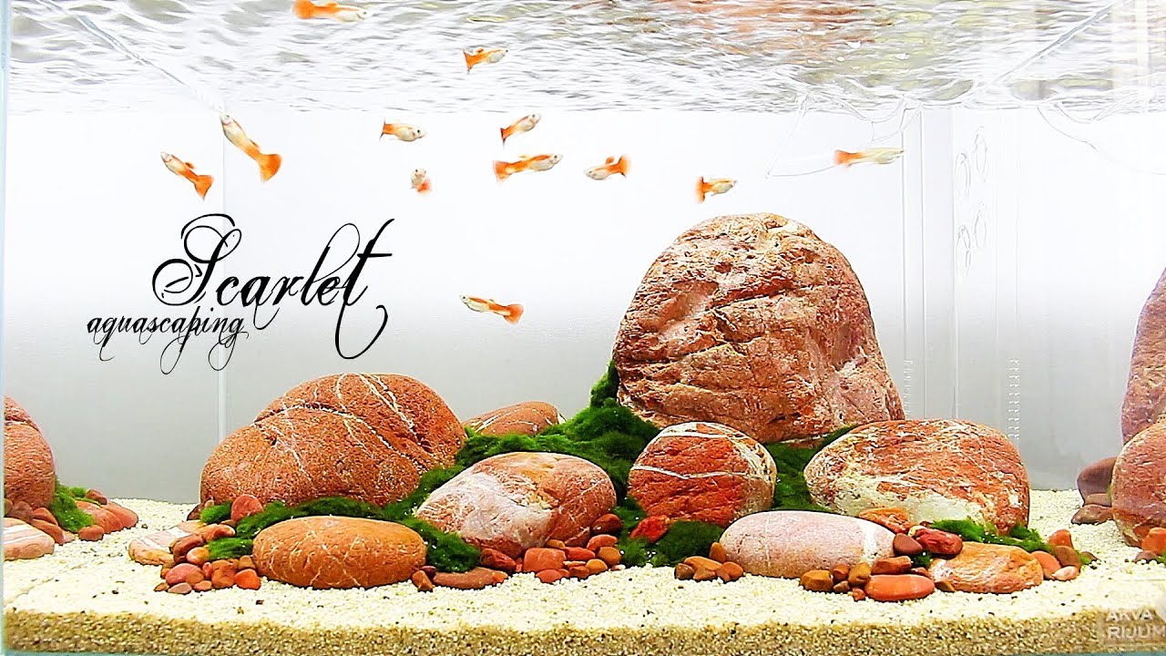 HOW TO Easy Guppy Aquarium | Aquascaping SCARLET