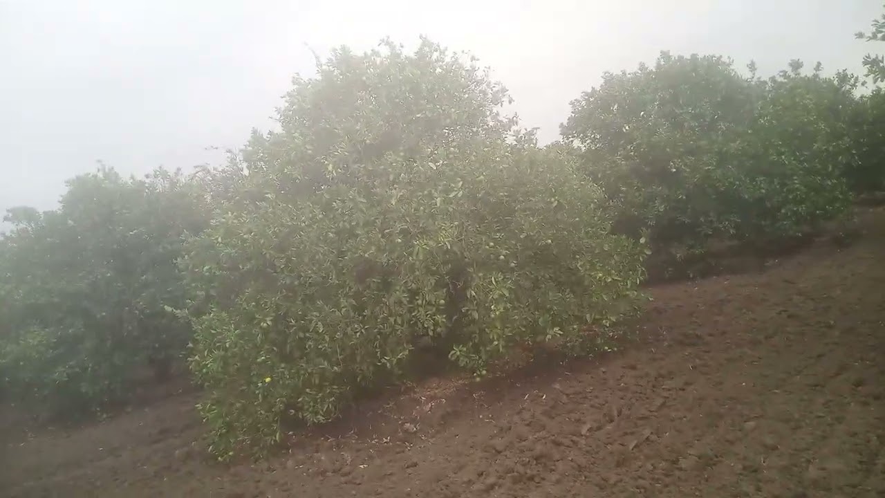 Entre trigales y naranjales aquí andamos